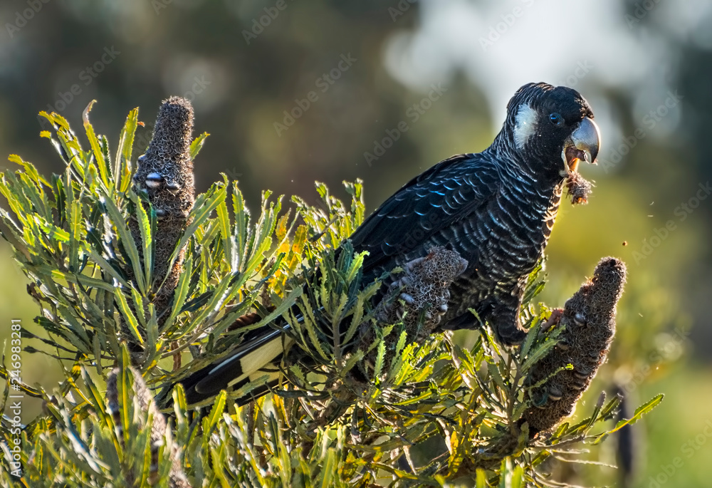 The Short-billed Black Cockatoo (Calyptorhynchus latirostris) also known as Carnaby's Cockatoo or Carnaby's Black Cockatoo is a large black cockatoo endemic to south-western Australia and threatened b
