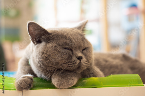 Photography Gray exotic Shorthair cat sleeping with his toy ( shallow depth of field )