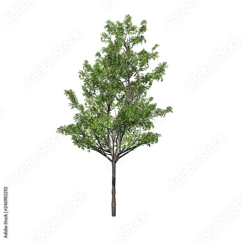 Japanese Maple tree - isolated on white background