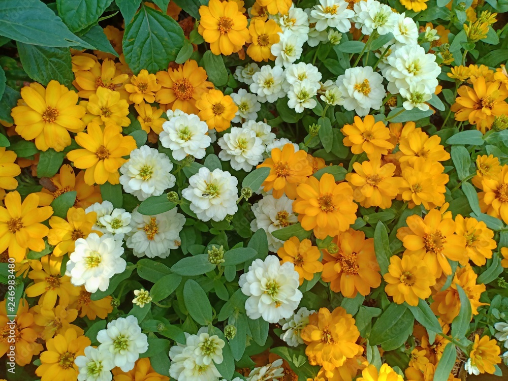 Obraz premium Zinnia flower volume 966555555555
