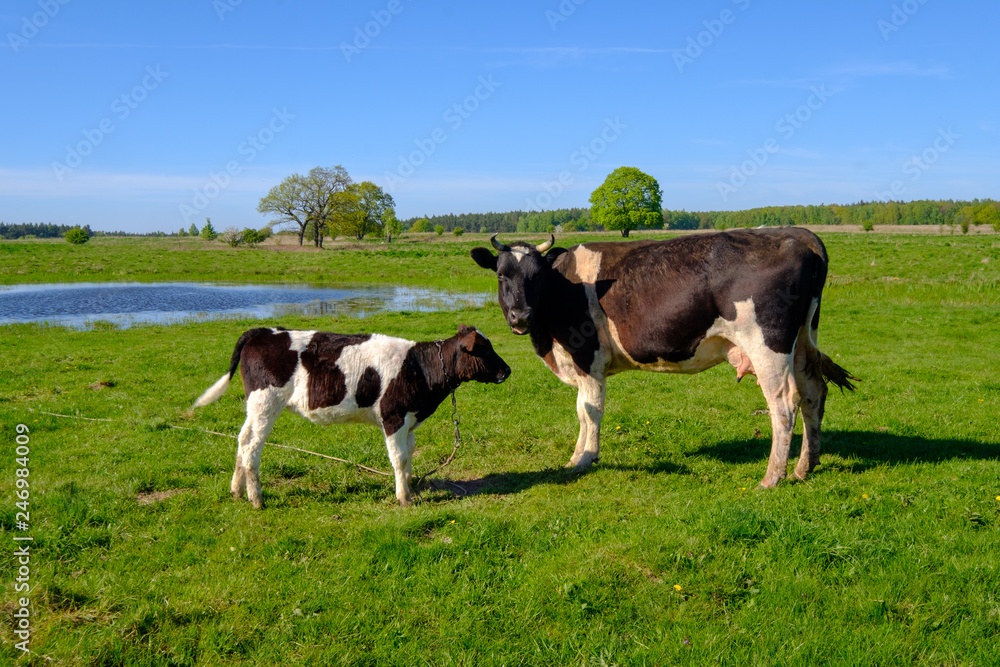Cow and calf graze on a meadow at the summer Cow and calf graze on a meadow at the summer