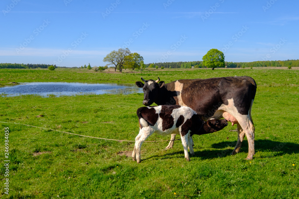 Cow and calf graze on a meadow at the summer