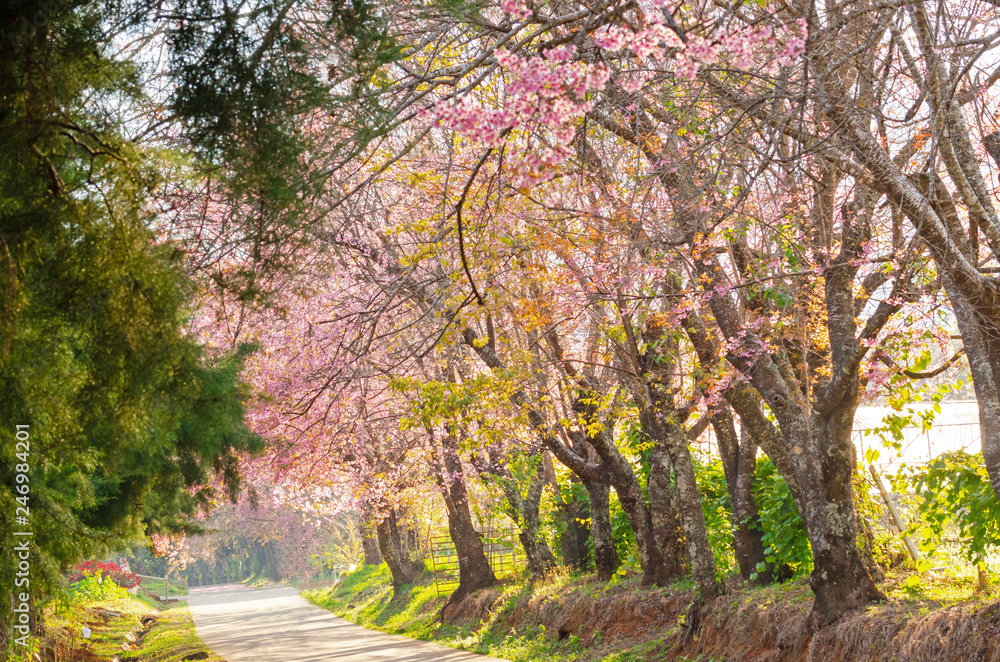 Beautiful pink flower of Sakura or Wild Himalayan Cherry tree in outdoor park at Chiang Mai Royal Agricultural Research Center (Khun Wang) Beautiful pink flower of Sakura or Wild Himalayan Cherry tree in outdoor park at Chiang Mai Royal Agricultural Research Center (Khun Wang)