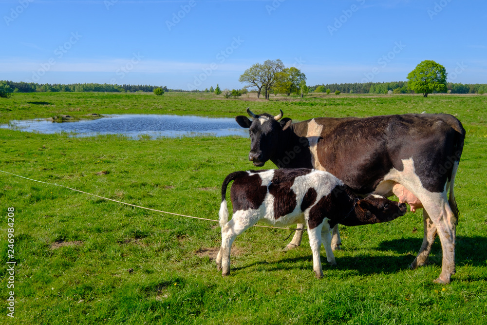 Cow and calf graze on a meadow at the summer Cow and calf graze on a meadow at the summer