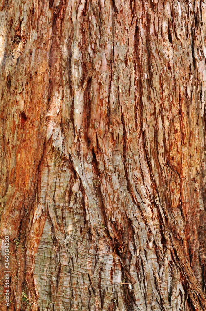 Rough bark of sequioa tree