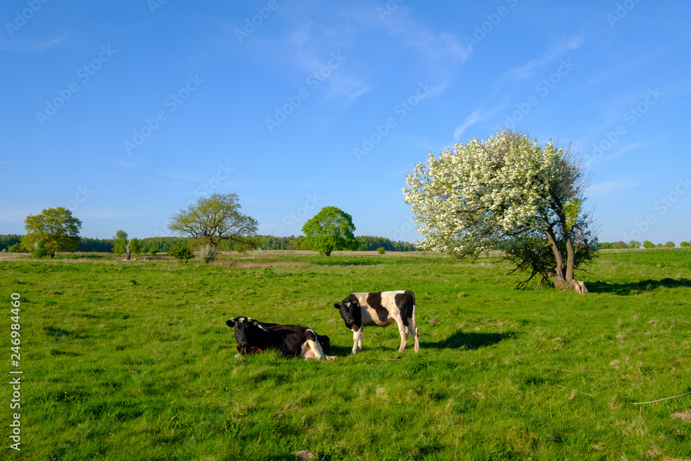 Cow and calf graze on a meadow at the summer Cow and calf graze on a meadow at the summer