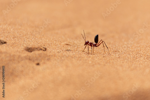 Tableau sur toile Sahara Desert Ant (Cataglyphis bicolor) running along the sand dunes