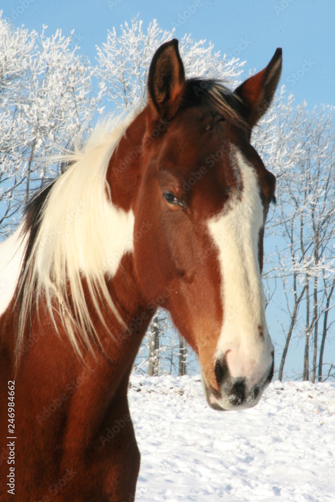 Naklejka premium Winter
