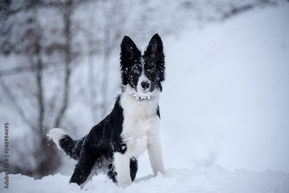 Adorable Cute Black And White Border Collie Portrait With White Snow Backgroun