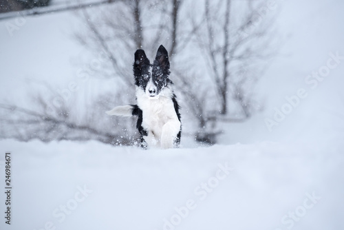 Adorable Cute Black And White Border Collie Portrait With White Snow Backgroun © martinscphoto