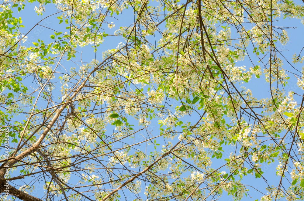 Fototapeta premium Beautiful white flower of Sakura or Wild Himalayan Cherry tree in outdoor park with blue sky