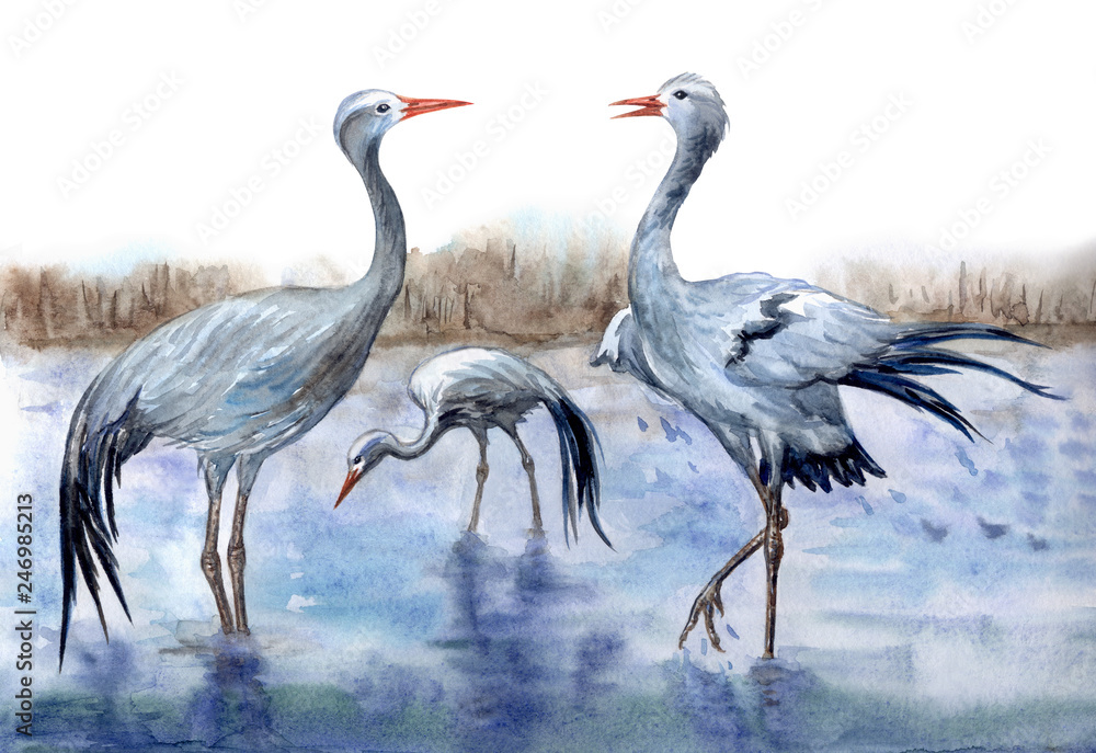 Fototapeta premium Żurawie Stanley nad rzeką, akwarela. Afrykańska belladonna lub rajski czteroskrzydły żuraw (Anthropoides paradiseus), ilustracja zoologiczna, rysunek odręczny.
