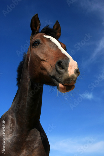 Brown horse portrait and blue sky