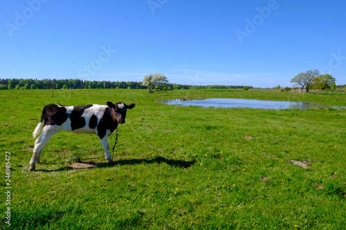 Cow grazes on a meadow at the summer © Anton Gvozdikov