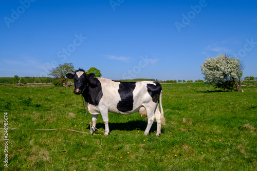Cow grazes on a meadow at the summer