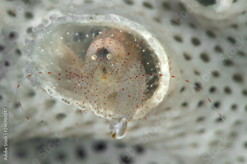 Bryozoan Snapping Shrimp. Picture was taken near Island Bangka in North Sulawesi, Indonesia photo