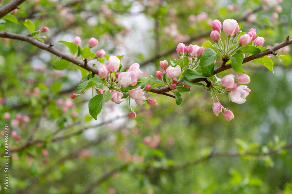 Branch of blossoming wild apple tree against spring forest in cloudy day. Beautiful natural background, selective focus Branch of blossoming wild apple tree against spring forest in cloudy day. Beautiful natural background, selective focus