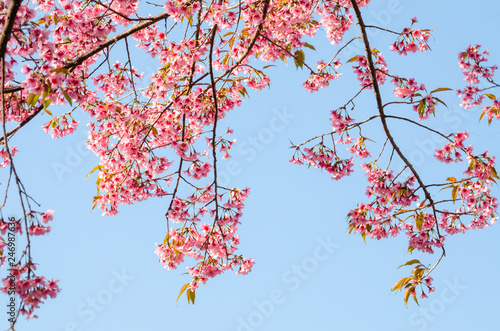 Beautiful pink flower of Sakura or Wild Himalayan Cherry tree in outdoor park with blue sky © kedsirin