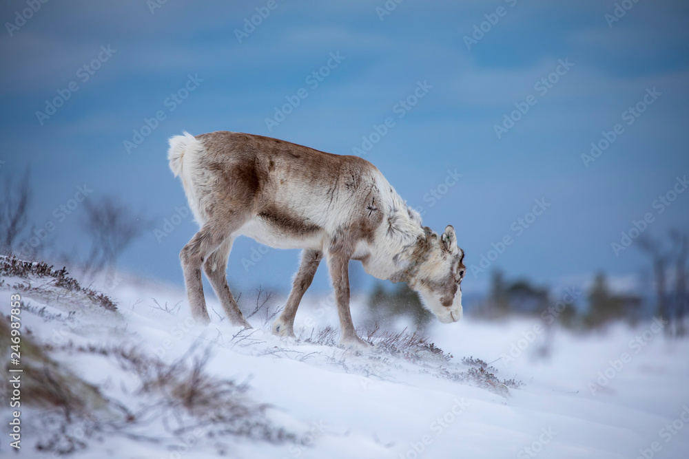 Reindeer in the wind and snow Reindeer in the wind and snow