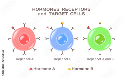 hormones, receptors and target cells vector