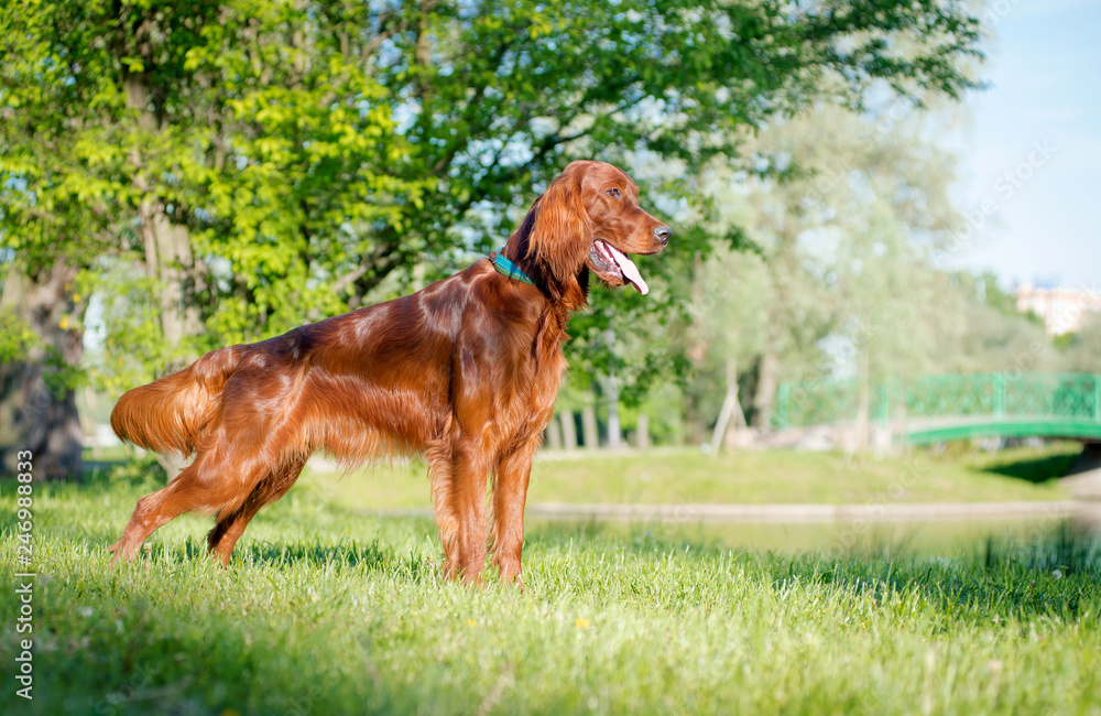 Dog breed Irish setter stands and looks into the distance, in the background of the lake and trees
