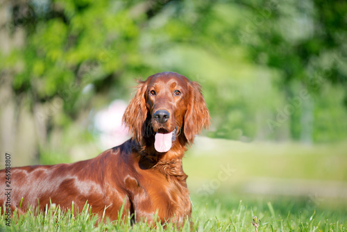 Dog breed Irish setter lies in the grass, behind the lake and bridge