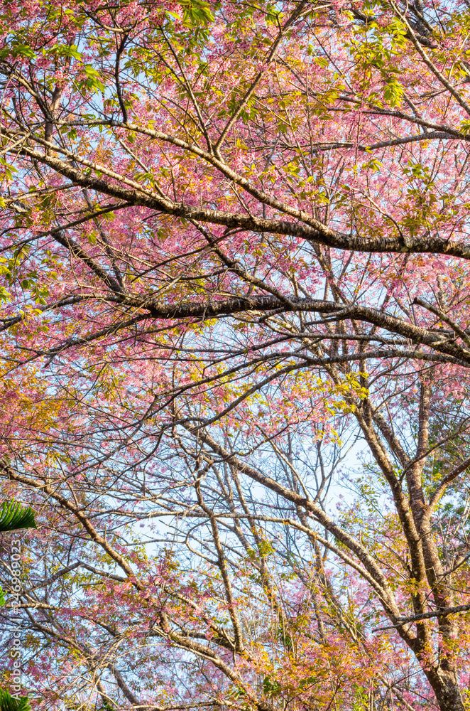 Beautiful pink flower of Sakura or Wild Himalayan Cherry tree in outdoor park at Chiang Mai Royal Agricultural Research Center (Khun Wang)