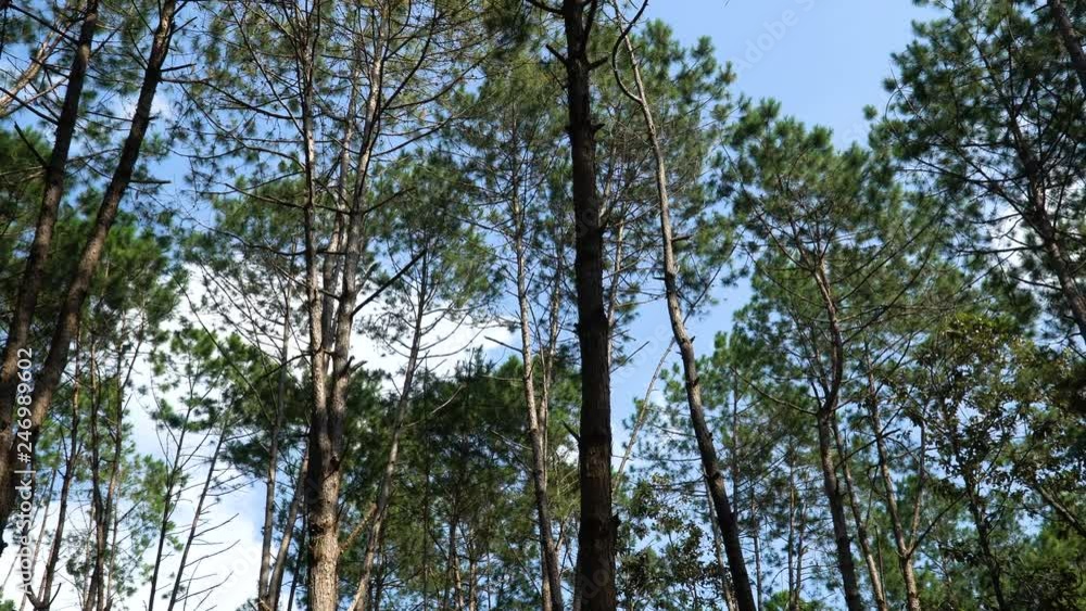 Pine forest with sunlight Pine forest with sunlight