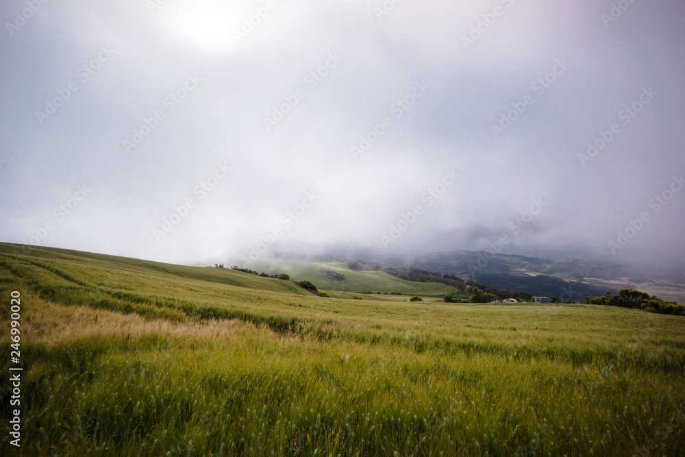 Getreidefeld im Nebel