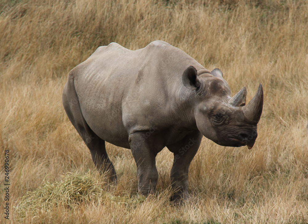 A Large Powerful Eastern Black Rhinoceros Animal. A Large Powerful Eastern Black Rhinoceros Animal.