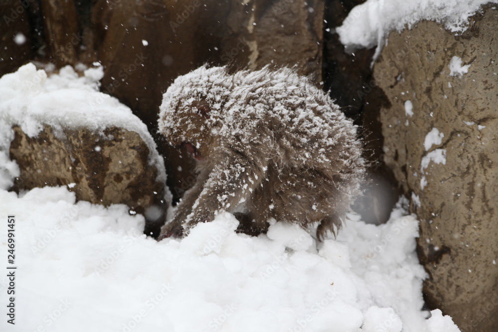Obraz premium Japanese monkeys in Nagano prefecture in Japan