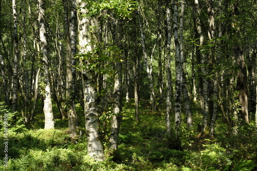 Das Naturschutzgebiet  Rotes Moor  im Biosph  renreservat Rh  n  Hessen  Deutschland