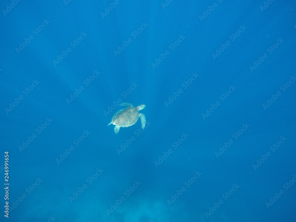 Underwater fun with turtle Underwater fun with turtle