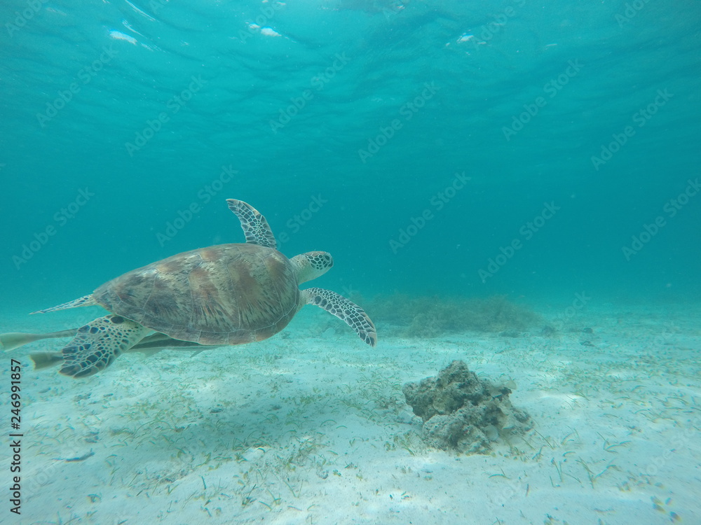 Obraz premium Underwater fun with turtle