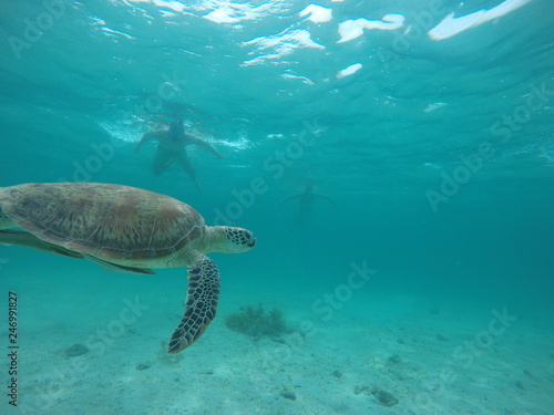 Underwater fun with turtle