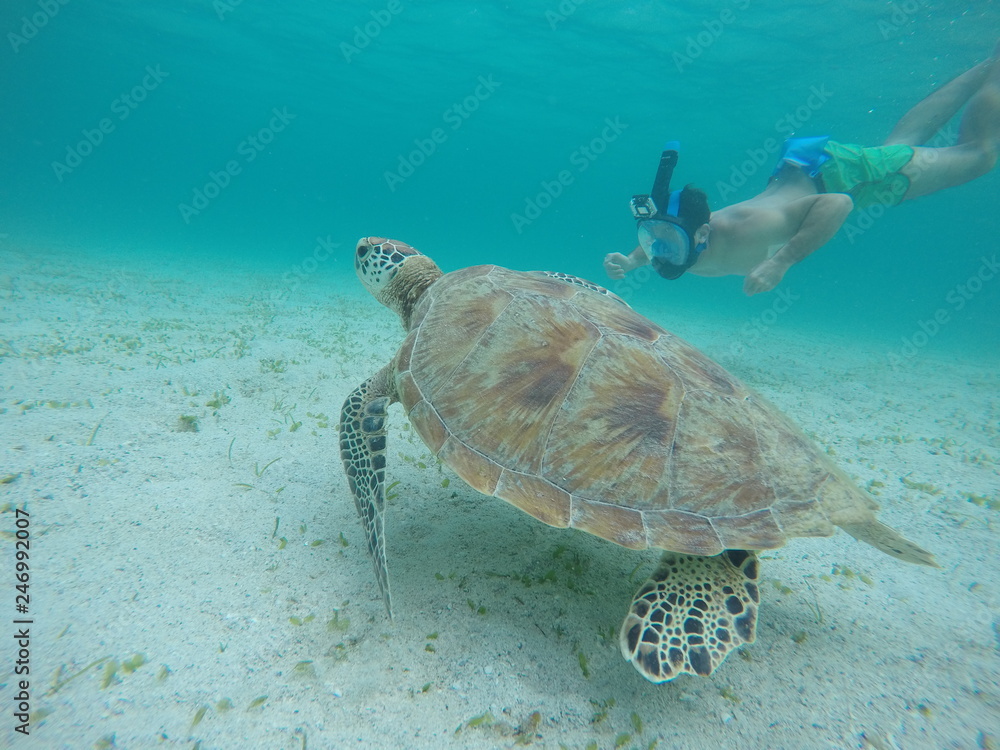Fototapeta premium Underwater fun with turtle