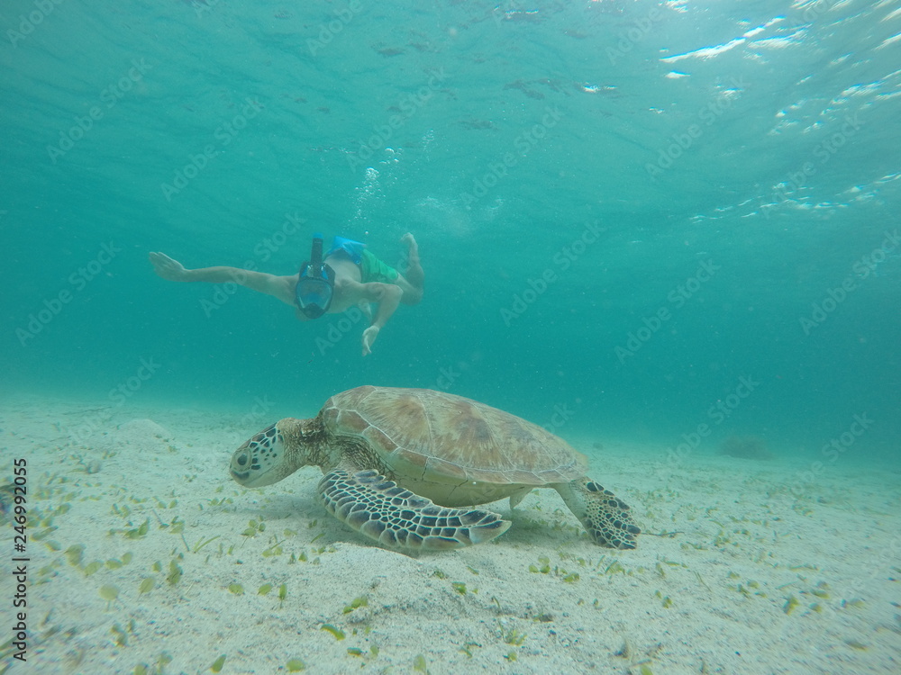 Fototapeta premium Underwater fun with turtle