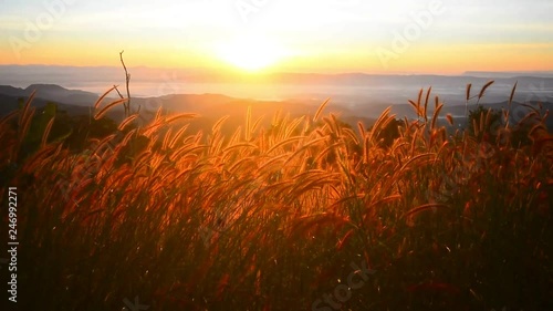 Pennisetum flower in warm sunset.