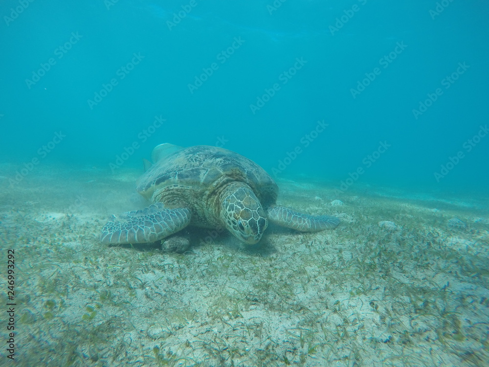 Obraz premium Underwater fun with turtle