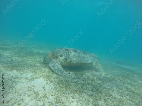 Underwater fun with turtle © Simon