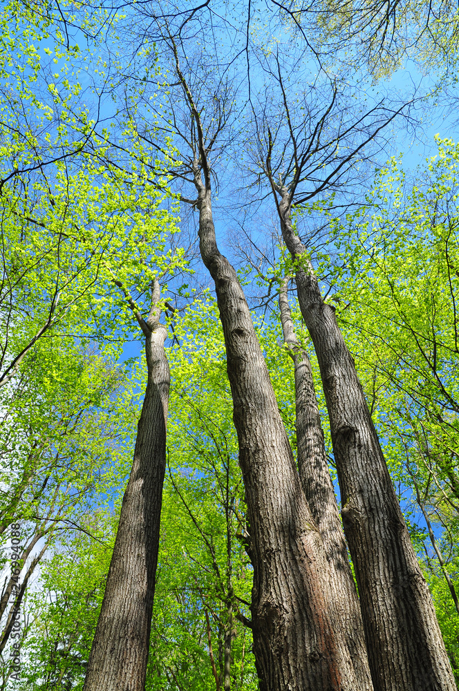 Obraz premium Fresh green foliage of spring trees in the forest in springtime