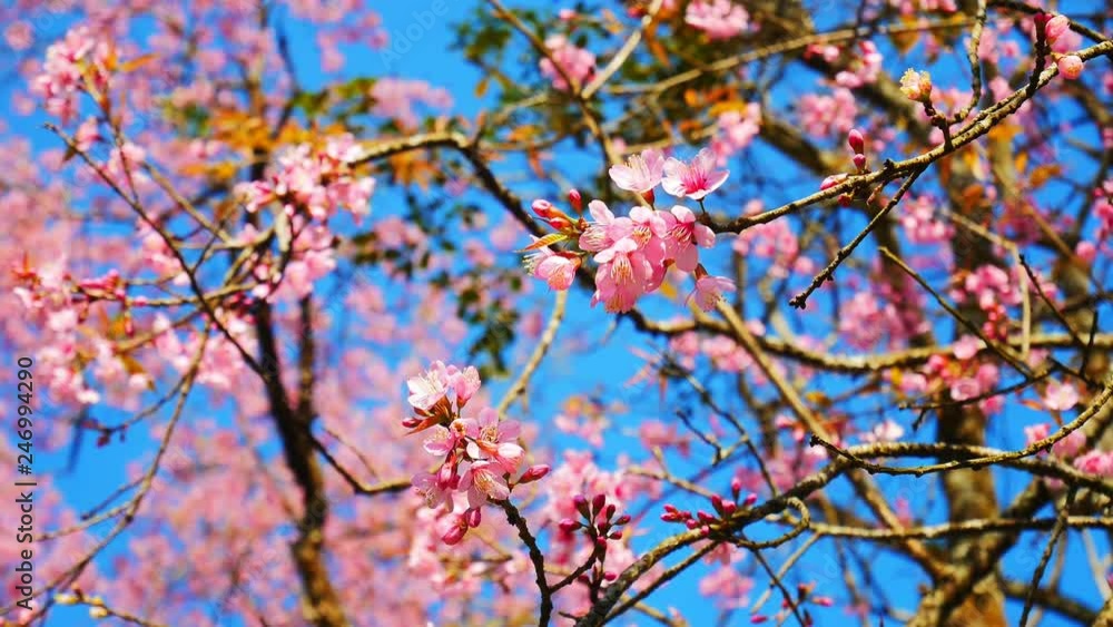 Beautiful pink flower (Prunus Cerasoides) in the northern of Chiang Rai Province, Thailand. Beautiful pink flower (Prunus Cerasoides) in the northern of Chiang Rai Province, Thailand.