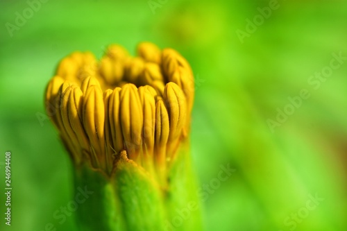 calendula flowers closeup for background