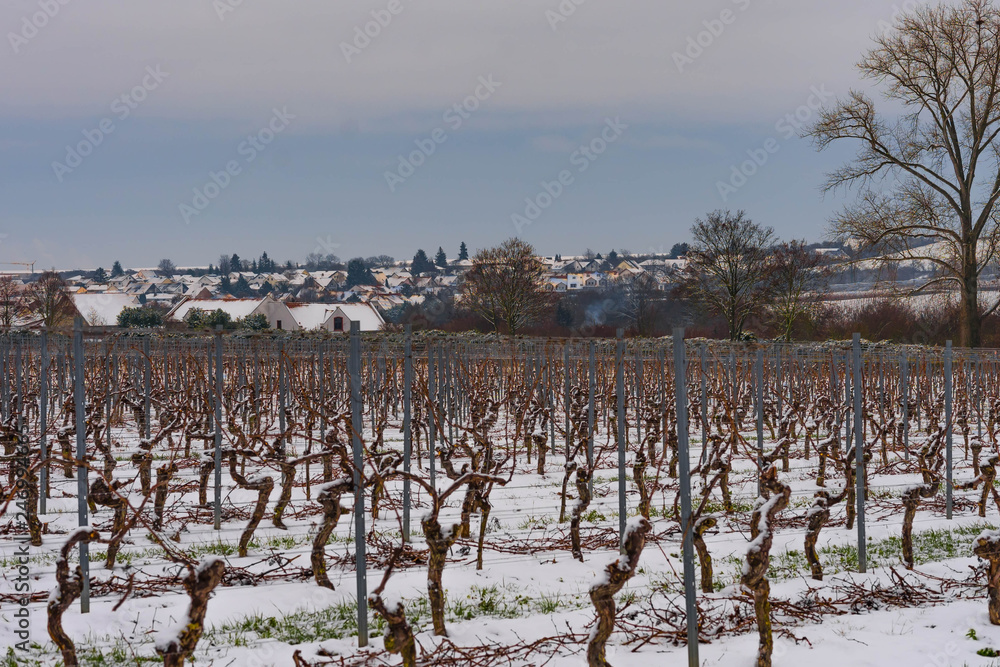 Winter landscape with snow and vineyards in rheinhessen