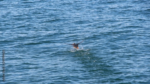 The tufted puffin (Fratercula cirrhata), also known as crested puffin, tries to take off from the surface of water.