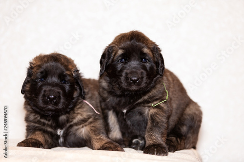 Two leonberger puppy sits at beige background