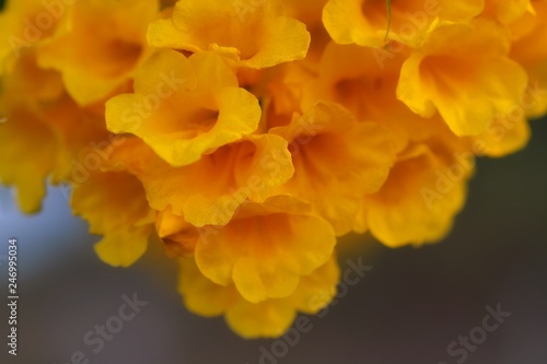 blooming yellow flowers with copy space