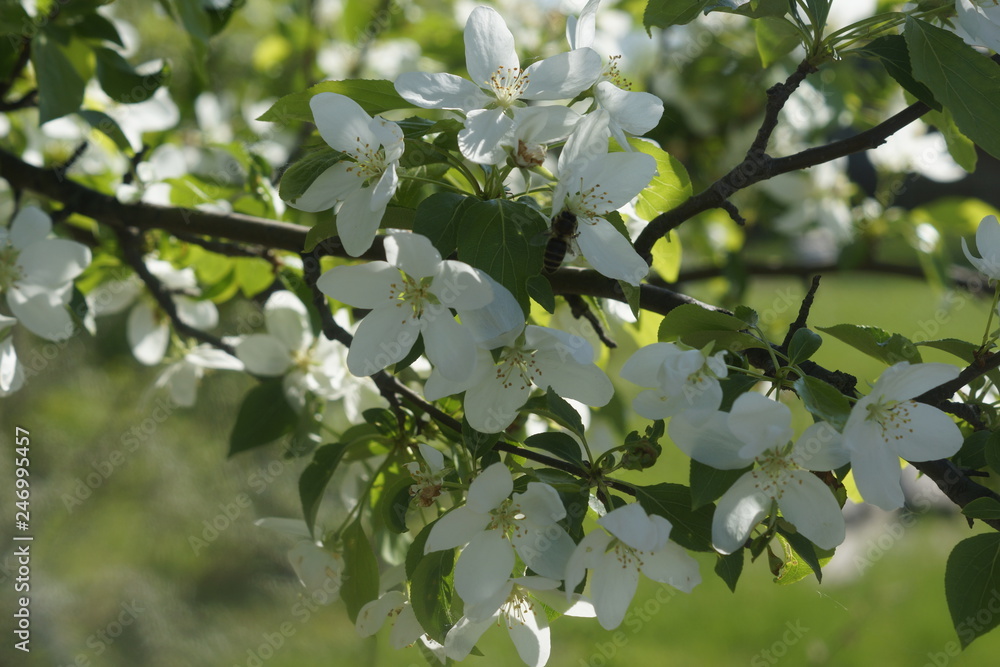 branch of flowering Apple tree in spring