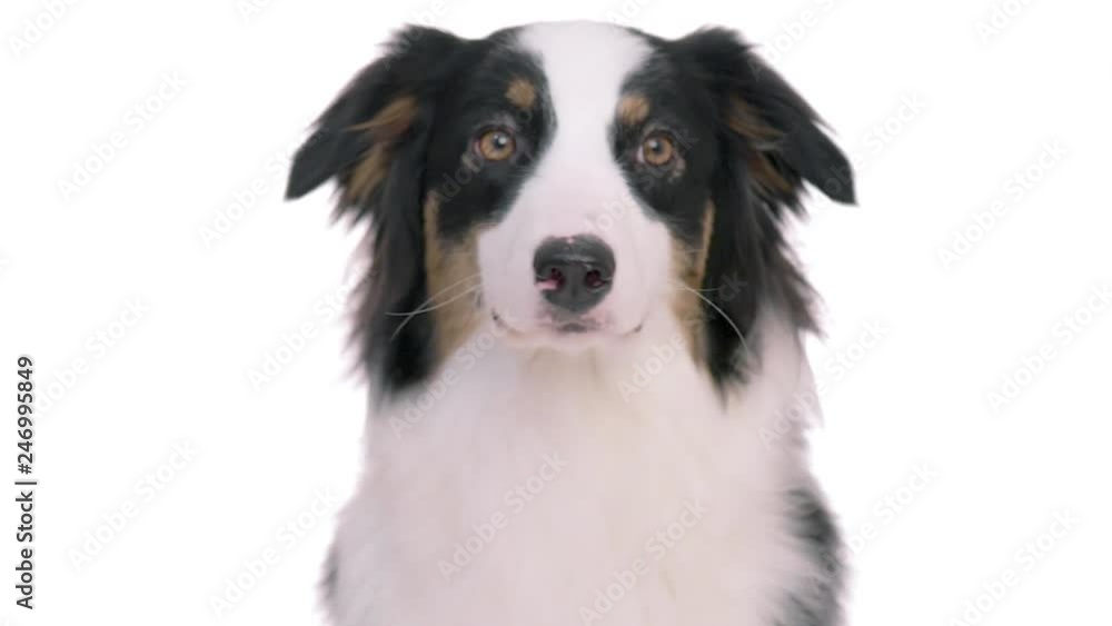 Beautiful Australian Shepherd Dog - portrait close-up. Cute Aussie looking at camera and away on white background for keying. Dog head. Beautiful Australian Shepherd Dog - portrait close-up. Cute Aussie looking at camera and away on white background for keying. Dog head.