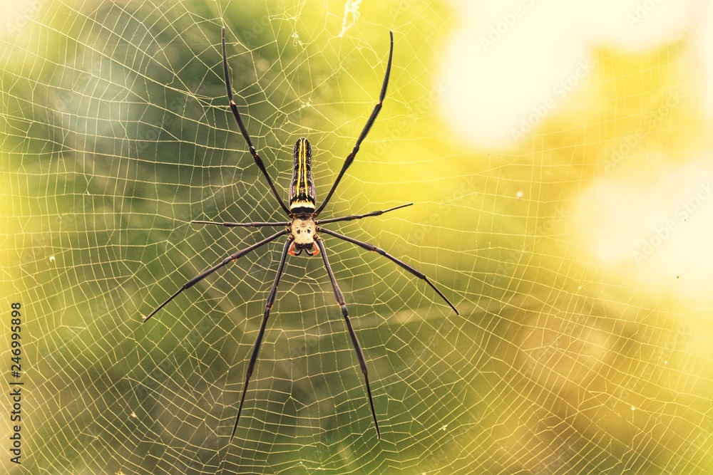 web and spider life web and spider life